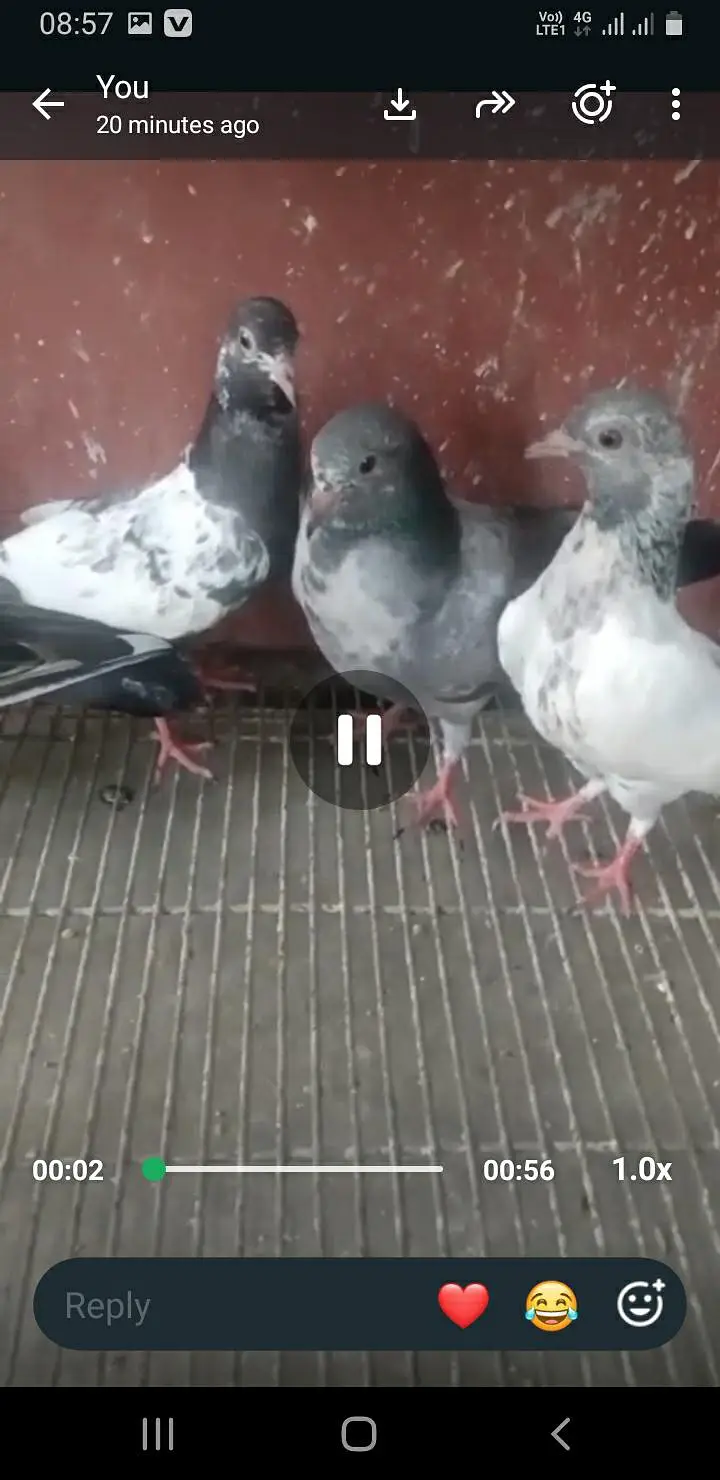 baby pigeon — photo 2