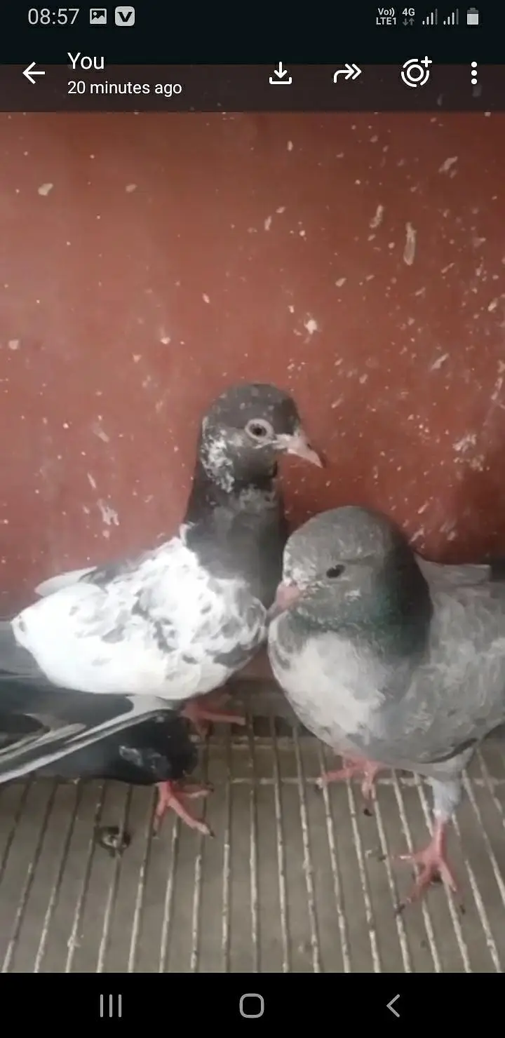 baby pigeon — photo 3