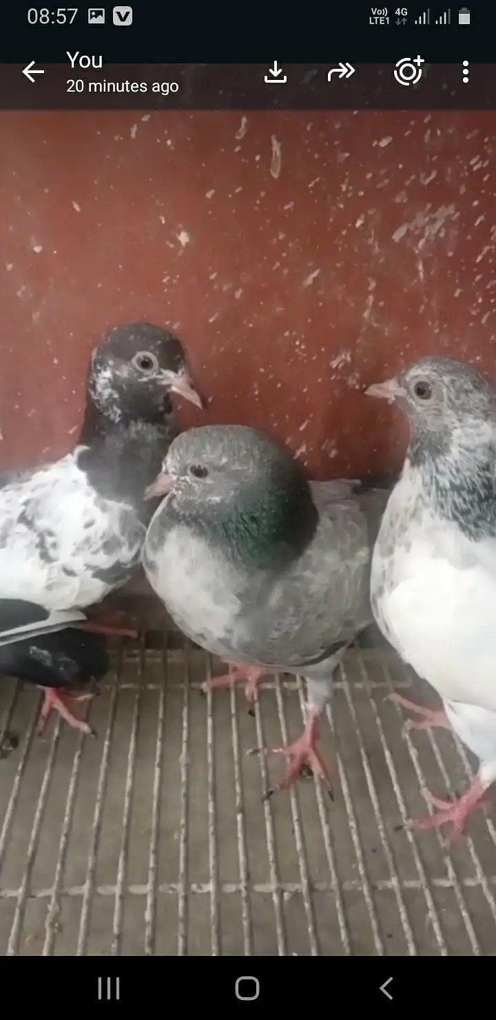 baby pigeon — photo 4