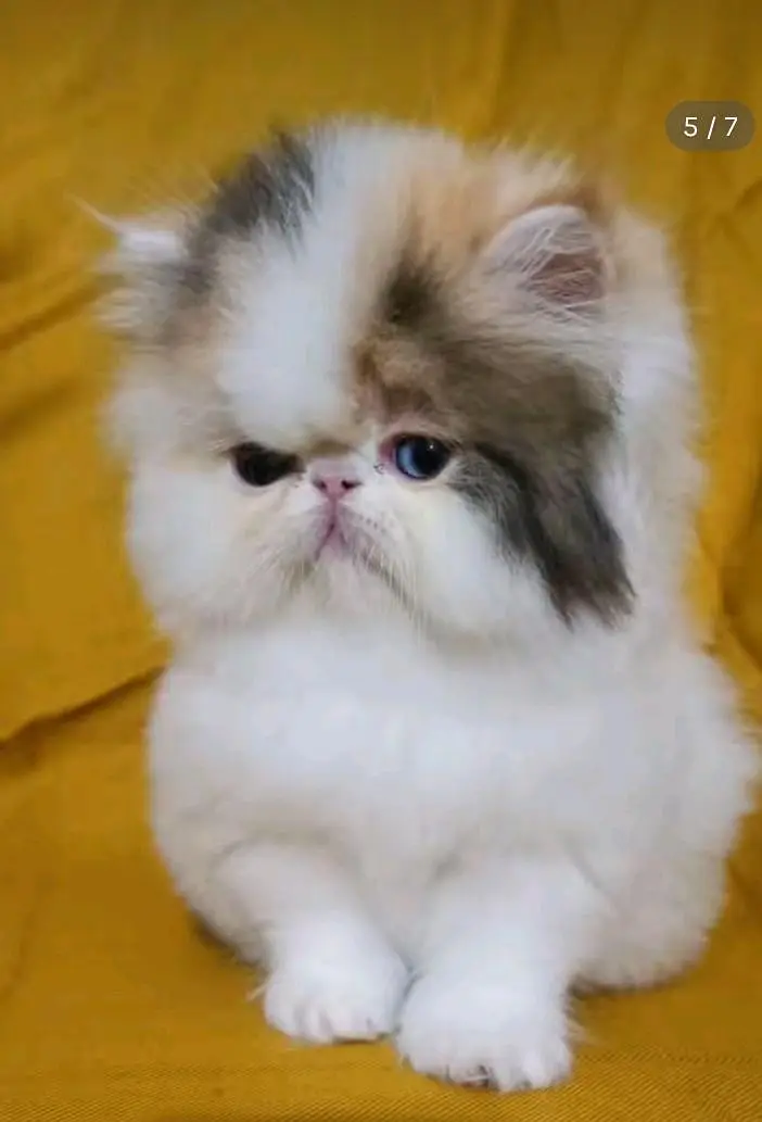 Persian cats My WhatsApp 03057080474  /////\\\\\\£^¥¢¥¢¥£¥ — photo 5