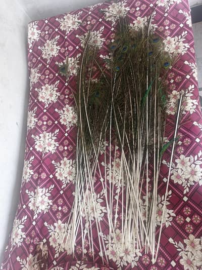 Peacock Tail Feathers