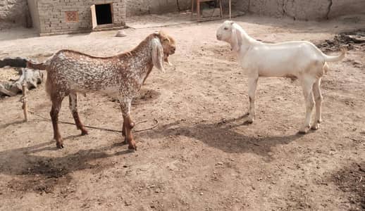 desi Bakra for sale Jodi bakaron ki -+23490704921