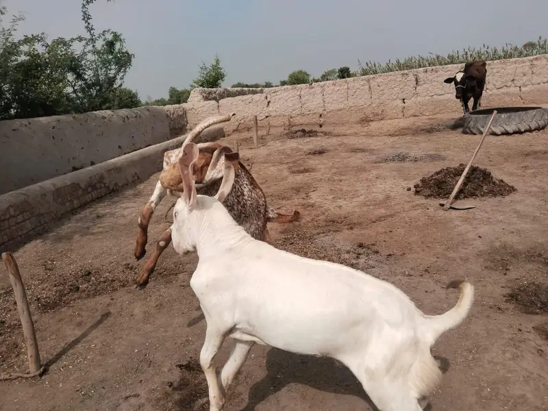 desi Bakra for sale Jodi bakaron ki -+23490704921 — photo 2