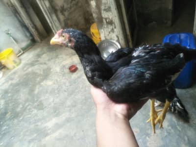 all birds
