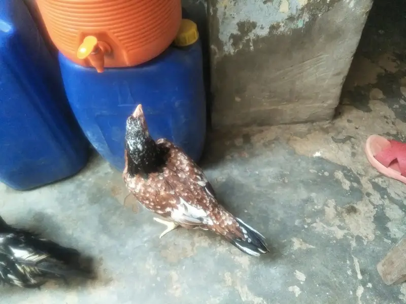 all birds — photo 2