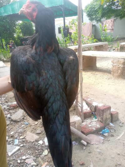 Black morgi