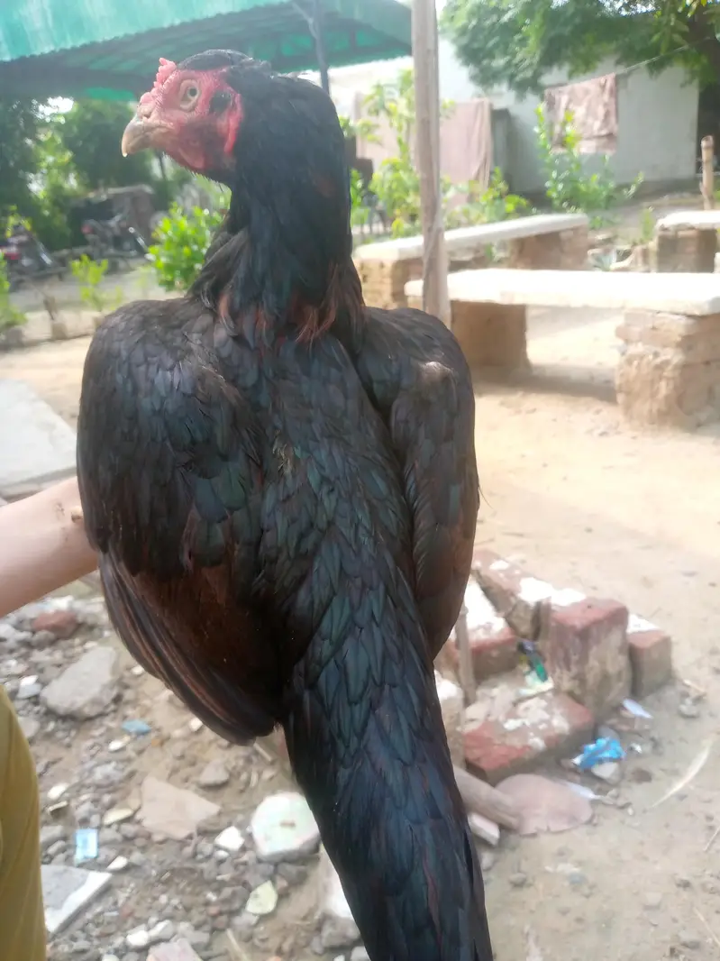 Black morgi — photo 2