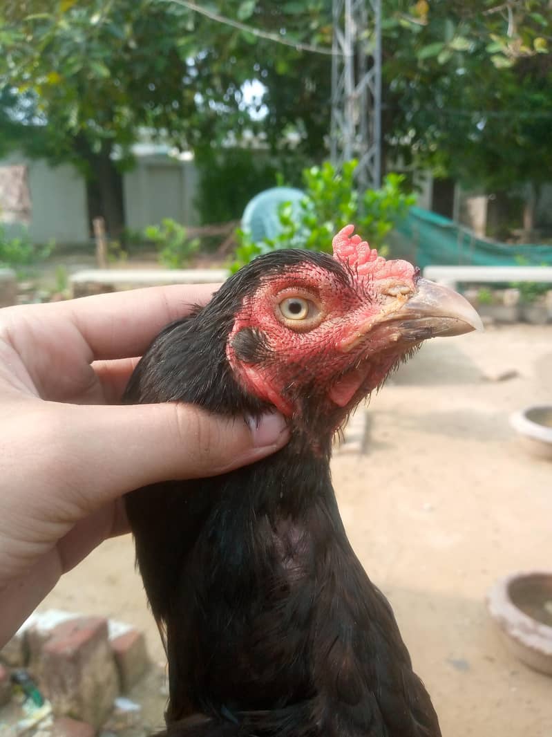 Black morgi 2