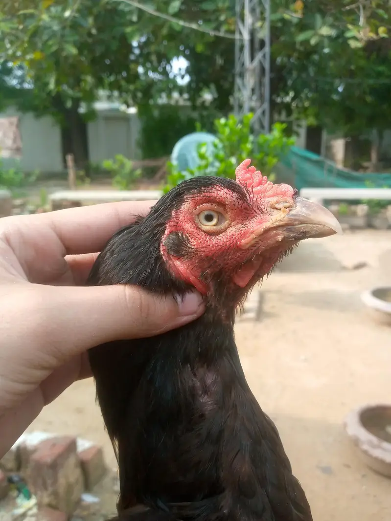 Black morgi — photo 3