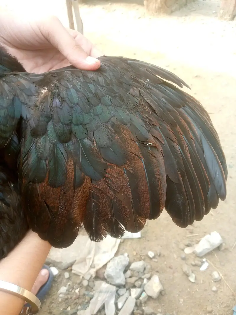 Black morgi — photo 4