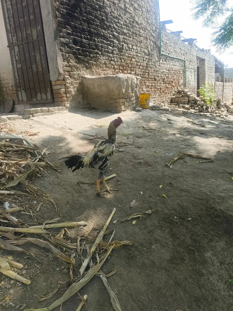Aseel Murgha — photo 2