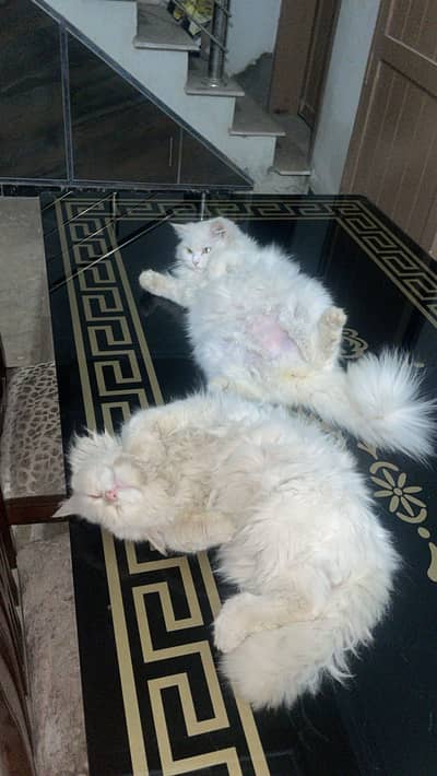 Pair for sale
