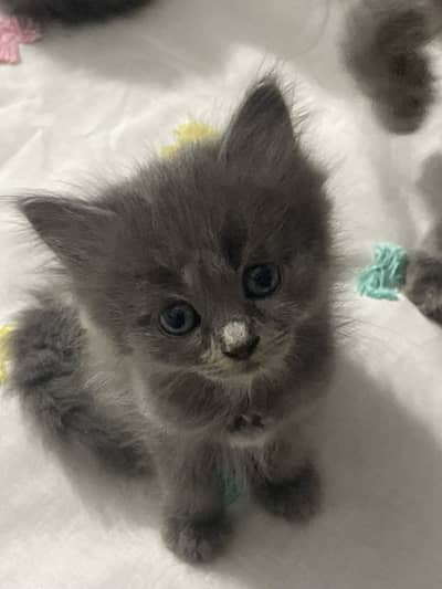 Grey Persian kitten