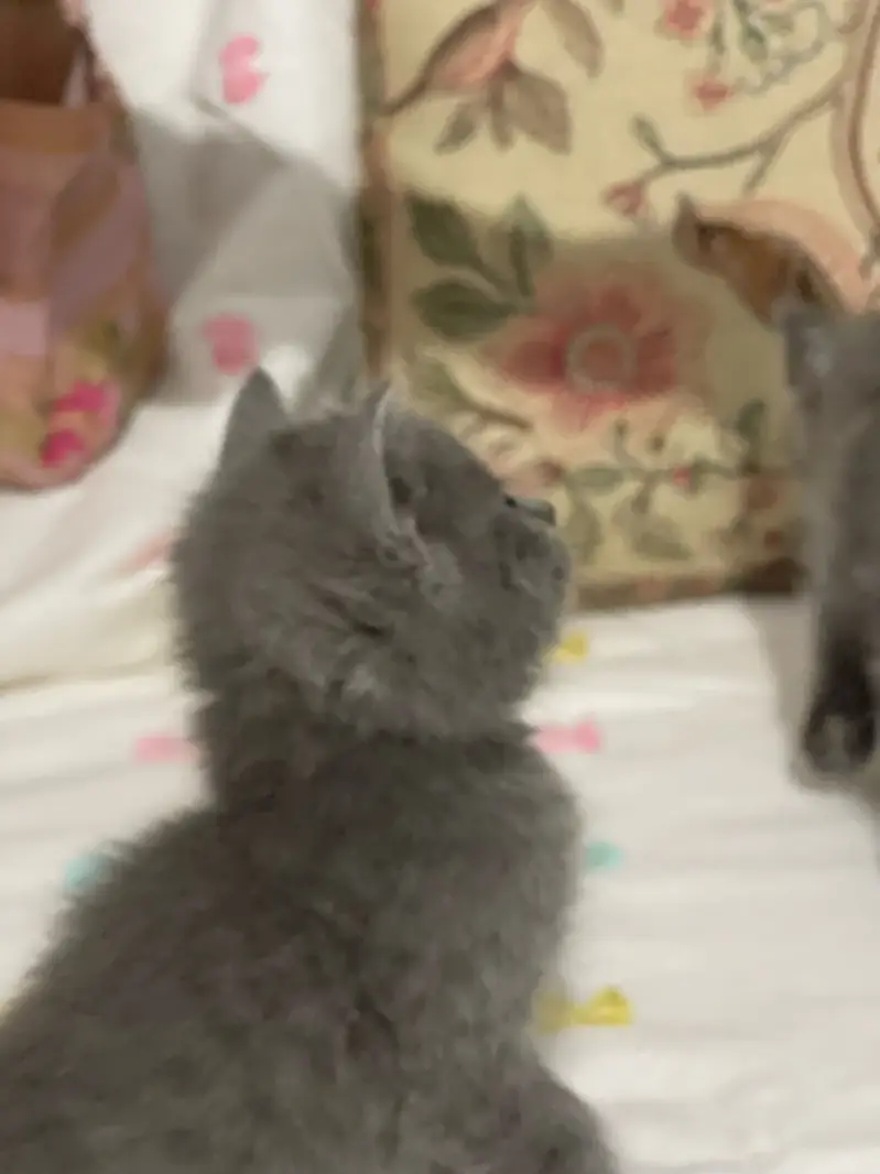 Grey Persian kitten — photo 2