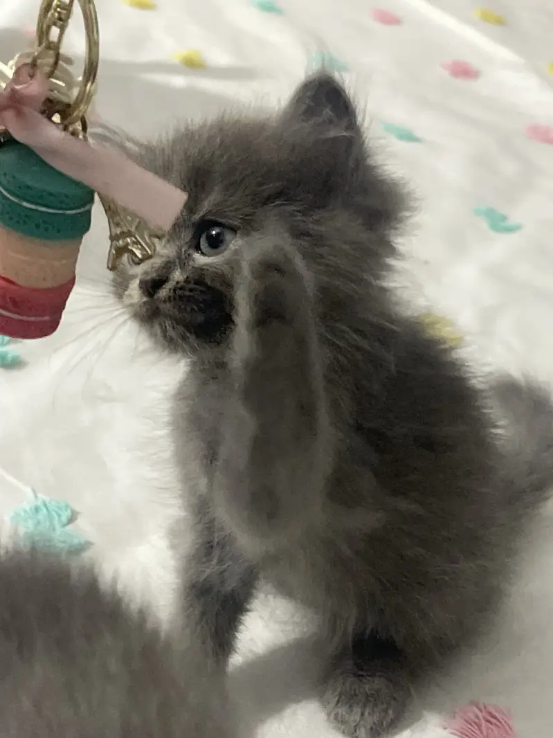 Grey Persian kitten — photo 3