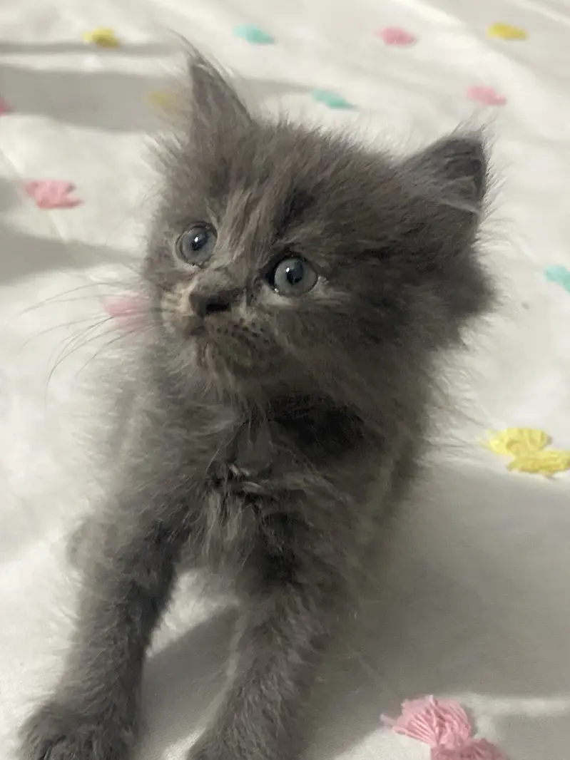 Grey Persian kitten — photo 4