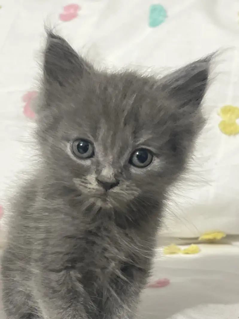 Grey Persian kitten — photo 5