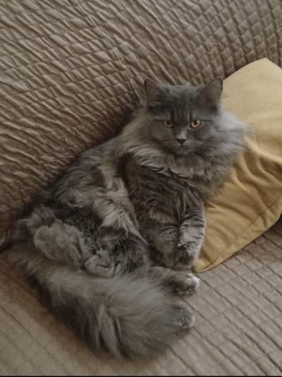 Persian Triple Coated Cats