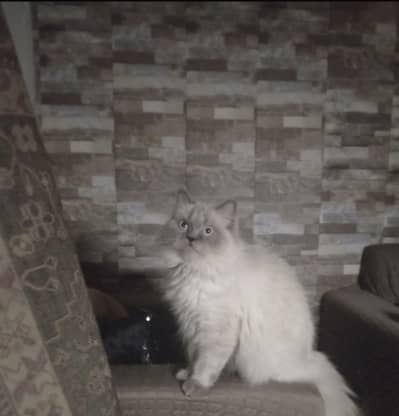 Persian Triple Coated Cats