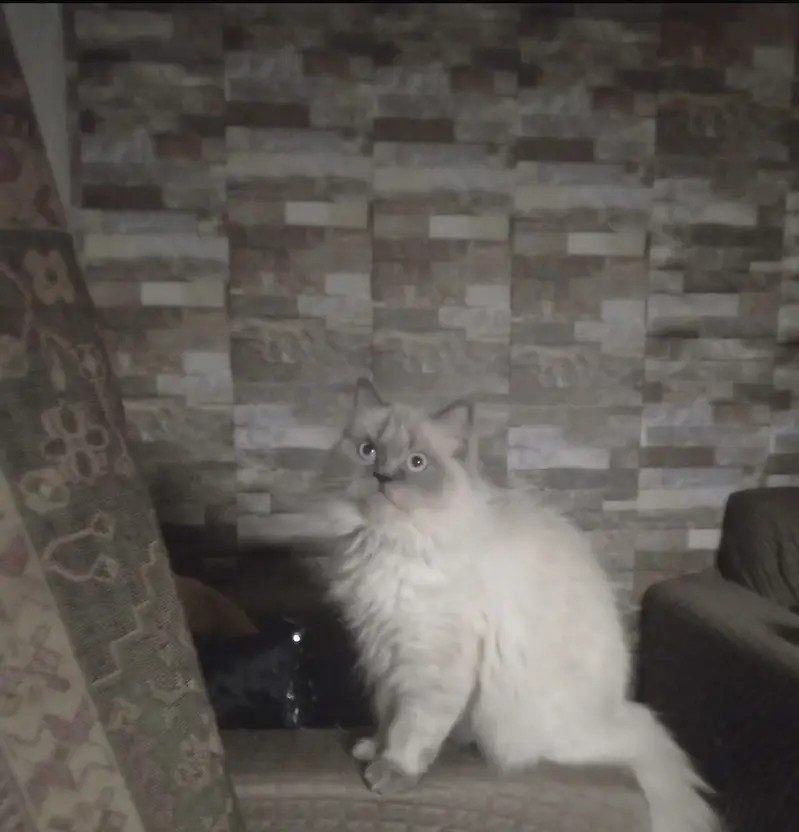 Persian Triple Coated Cats — photo 3