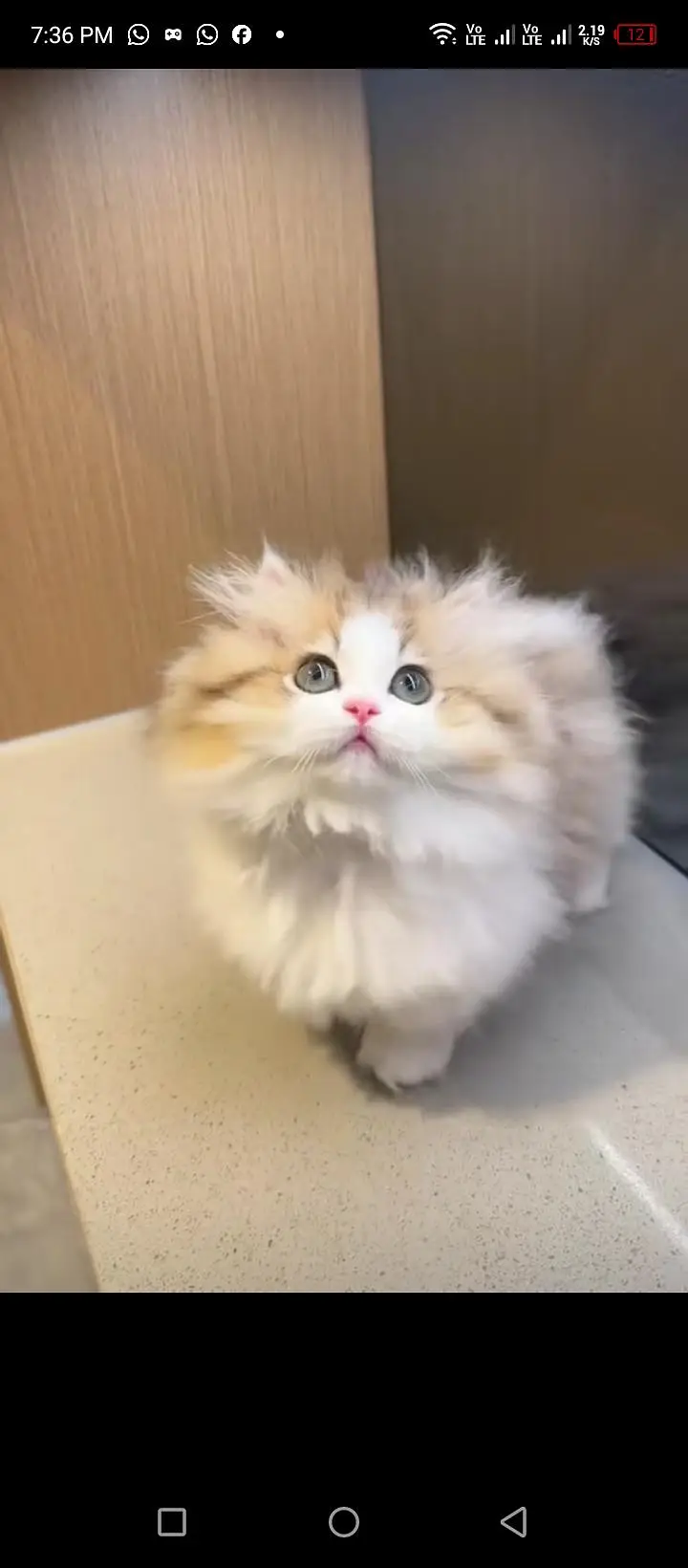 Persian cats My WhatsApp 03057080474 ////\\\^€¢¢¢¥€ — photo 9