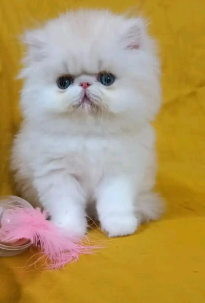 Persian cats My WhatsApp 03057080474 ////\\\^€¢¢¢¥€ — photo 12