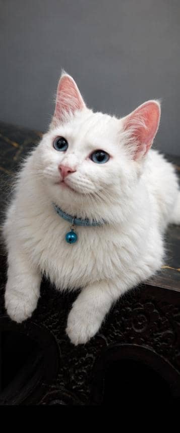 1 Year Old Male Persian Cat – White hairs & blue eyes Beautiful