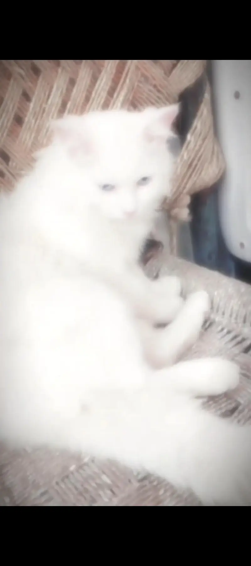 1 Year Old Male Persian Cat – White hairs & blue eyes Beautiful — photo 2