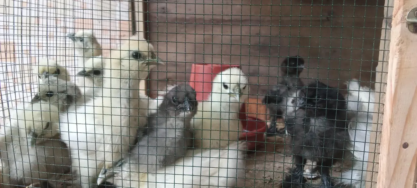 fancy Breed Chicks — photo 2