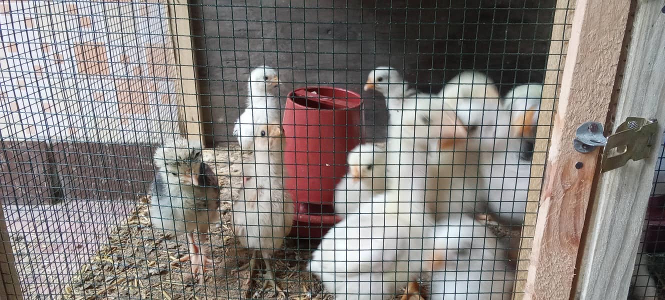 fancy Breed Chicks 2