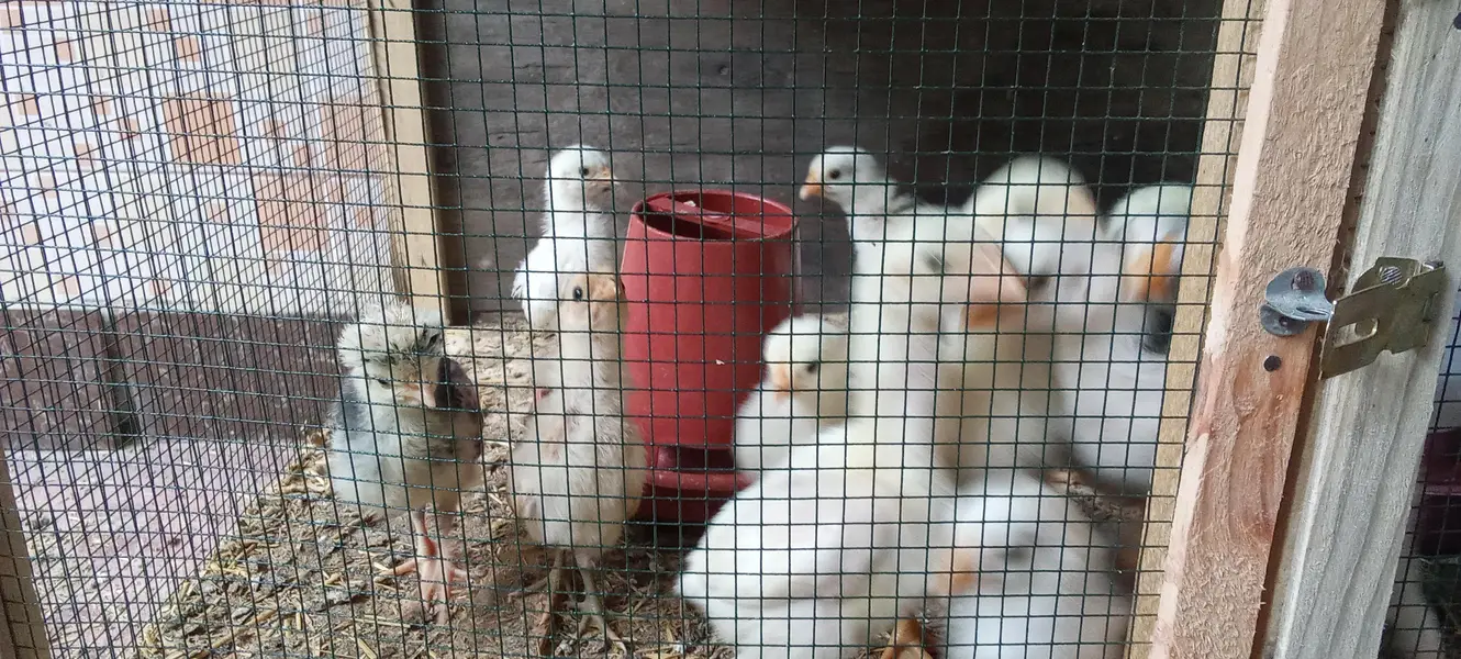 fancy Breed Chicks — photo 3