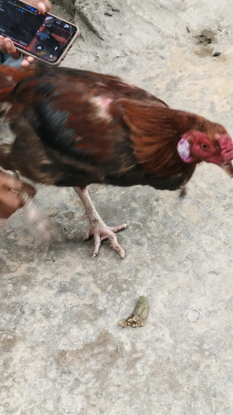 aseel murgha ha — photo 2