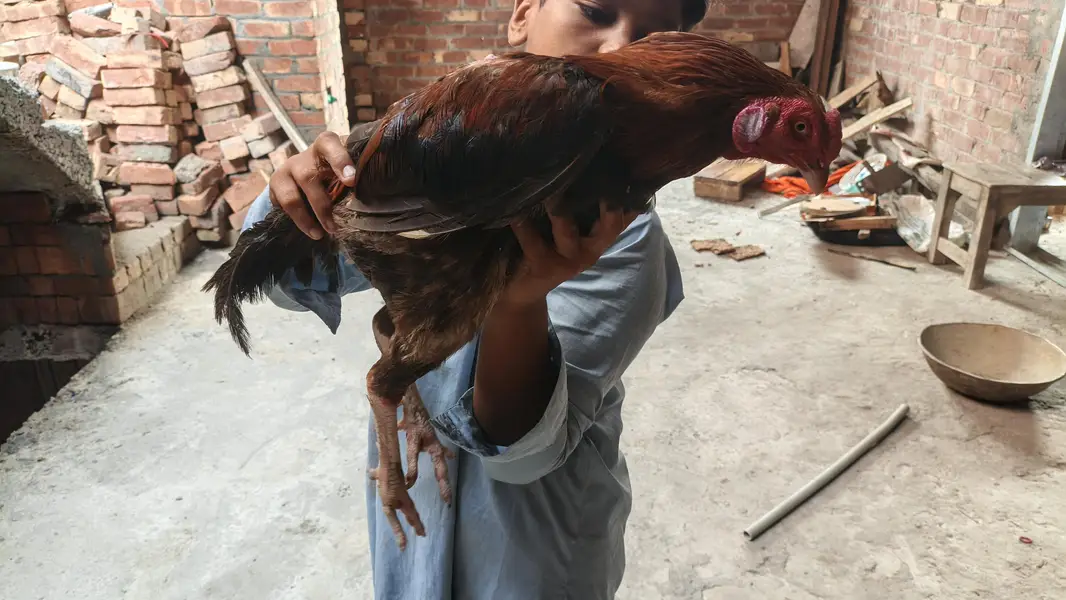 aseel murgha ha — photo 4