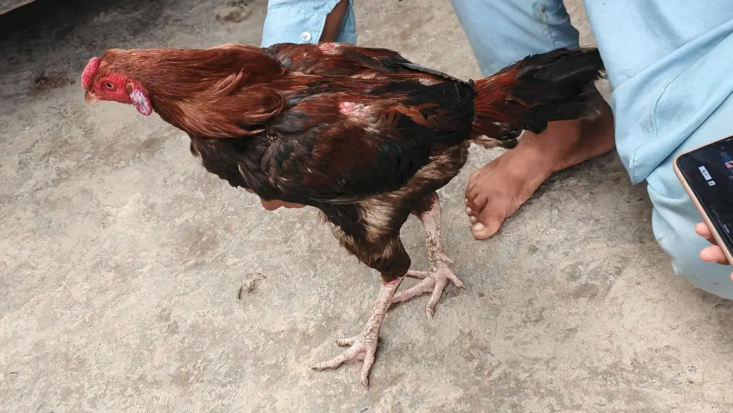 aseel murgha ha — photo 5