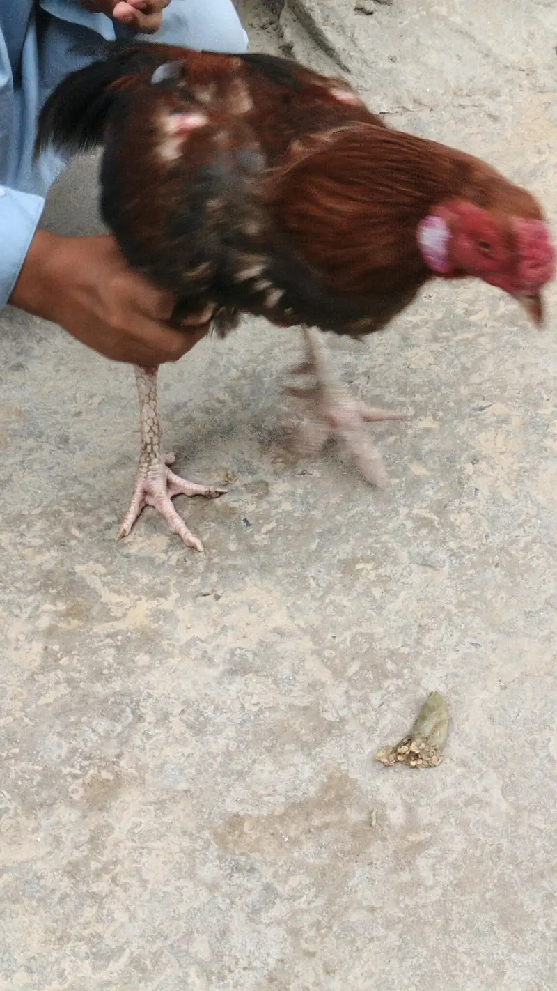 aseel murgha ha — photo 6