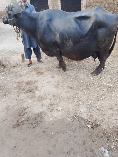 2. Buffalo for sale