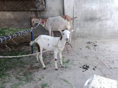 barbri  teddy Nasal ki Bakra ghar ka Pala Howa for Sale
