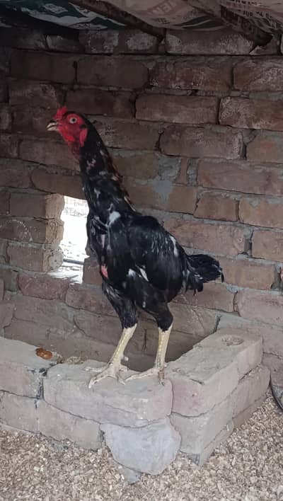 Aseel Murga for Sale