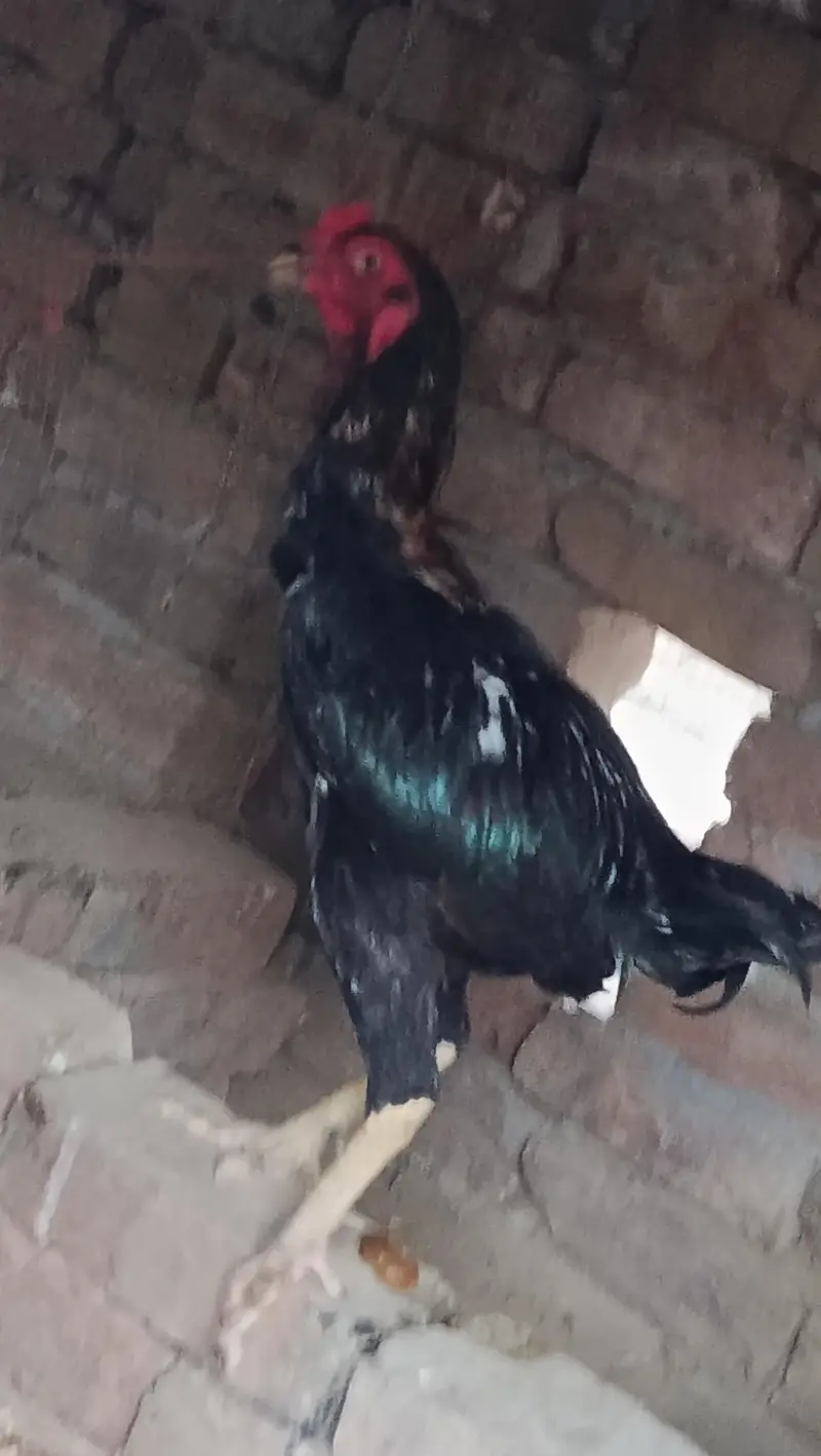 Aseel Murga for Sale — photo 2