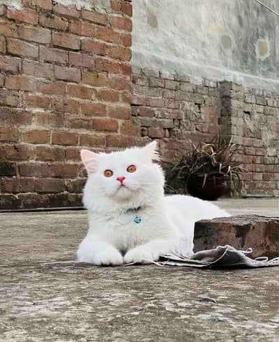 6 month parsion cat