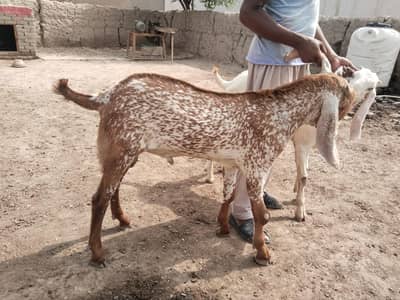 desi Bakra for Sale Mashallah -+349.070. 49.21