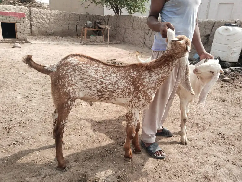 desi Bakra for Sale Mashallah -+349.070. 49.21 — photo 2