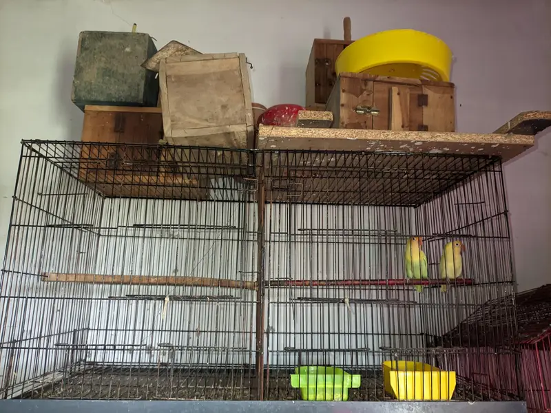 complete breeding setup: 4 portion iron cage+3 active love birds pair — photo 4