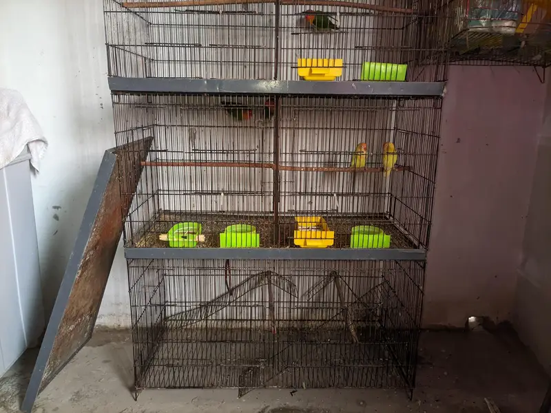 complete breeding setup: 4 portion iron cage+3 active love birds pair — photo 5