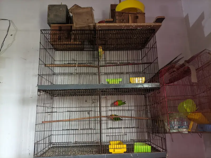 complete breeding setup: 4 portion iron cage+3 active love birds pair — photo 6