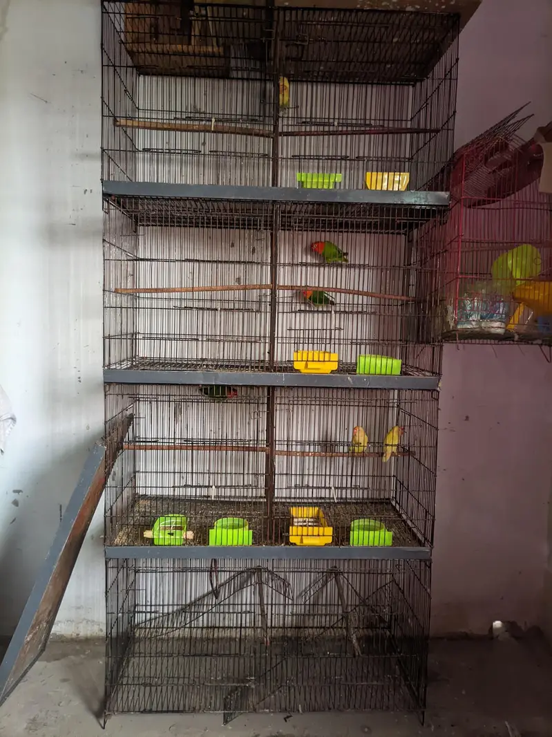 complete breeding setup: 4 portion iron cage+3 active love birds pair — photo 7