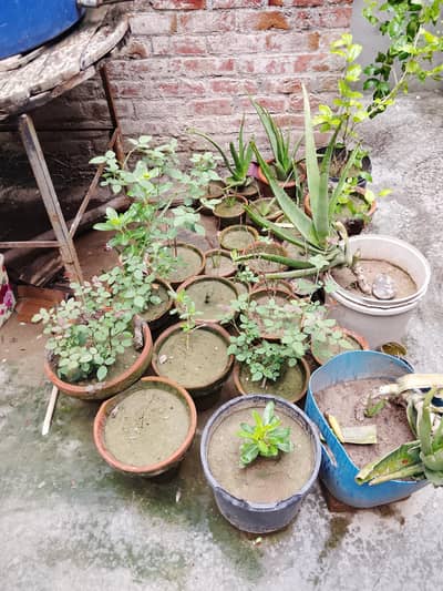 Different Plant Available for Sale.