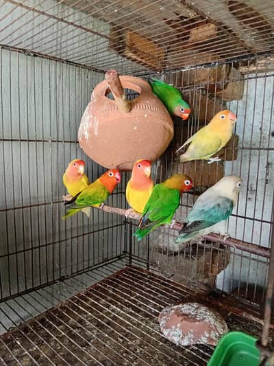 love birds available