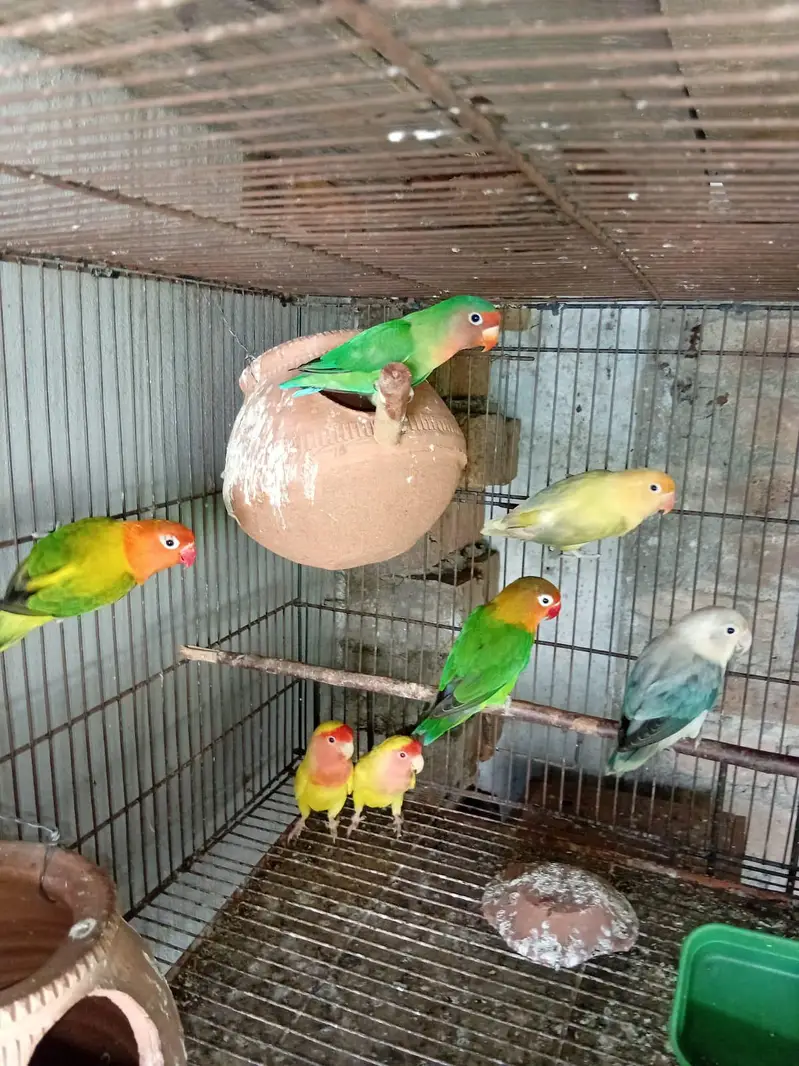 love birds available — photo 2