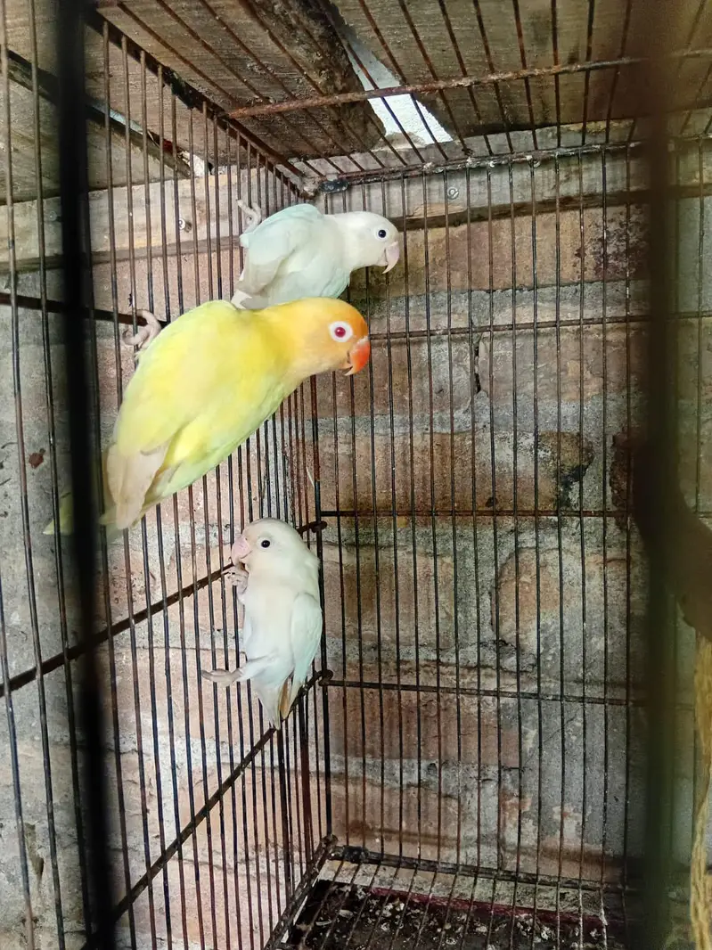 love birds available — photo 3